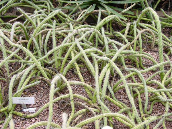 Praecereus_saxicola